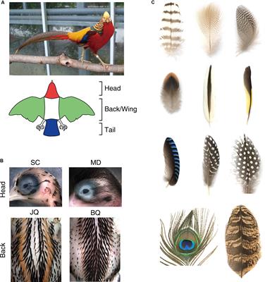 Avian Pigment Pattern Formation: Developmental Control of Macro- (Across the Body) and Micro- (Within a Feather) Level of Pigment Patterns